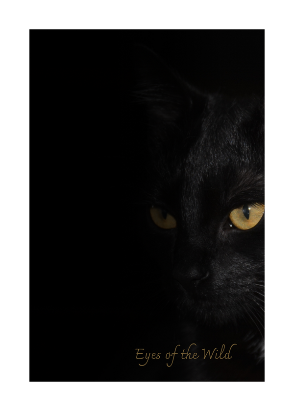 Katt Poster